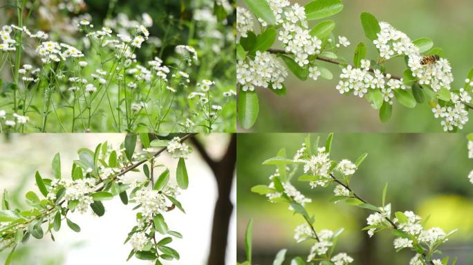 春暖花开蜜蜂采蜜