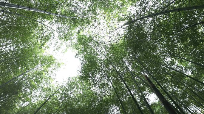 【合集】4K雨后竹林自然风光