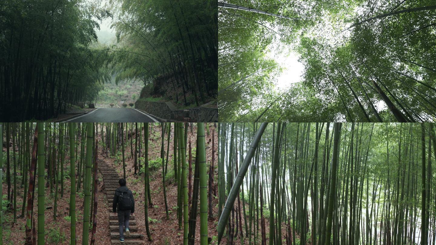 【合集】4K雨后竹林自然风光