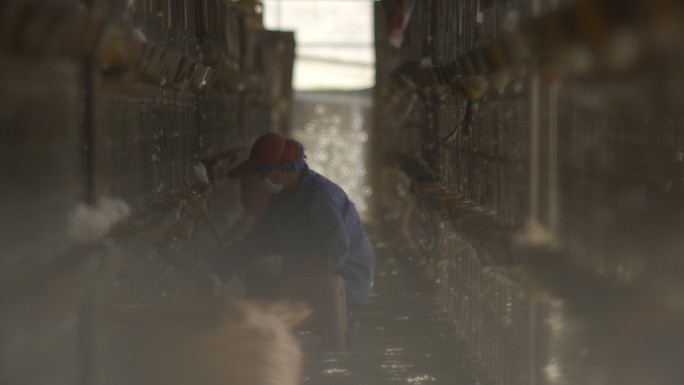 鸽子养殖场鸽子工人