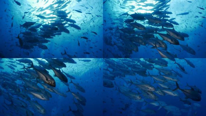 一个鱼群海洋鱼类海洋馆水下摄影