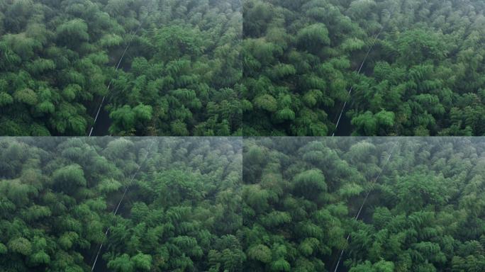 4K烟雨中的竹林航拍
