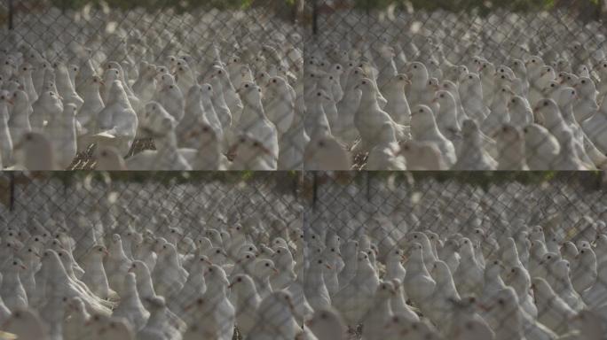 光明乳鸽养殖场群鸽飞舞