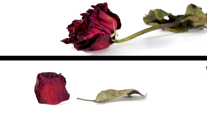 （2组）枯萎的玫瑰，凋落的花朵