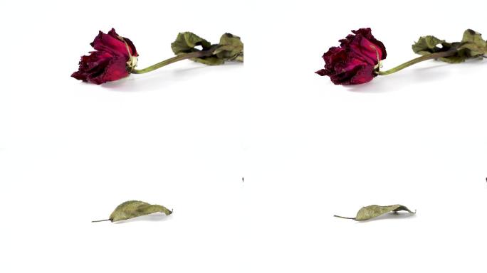 （2组）枯萎的玫瑰，凋落的花朵
