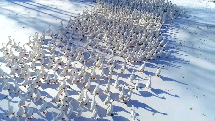 雪地大鹅雪景航拍一群大鹅
