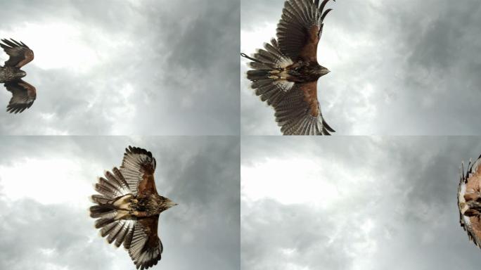 鹰飞过天空