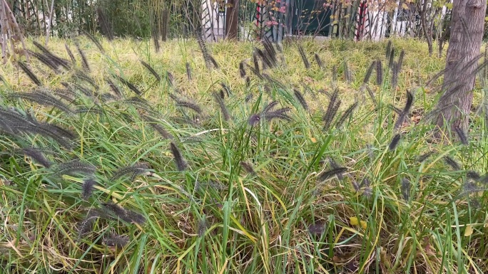 狗尾草户外实拍特写随风摆动