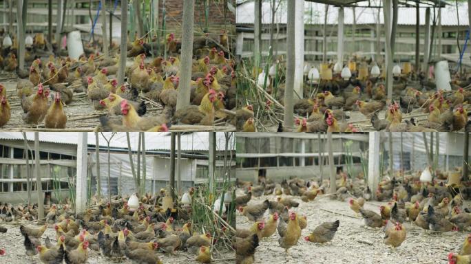 养鸡场的鸡群母鸡-3