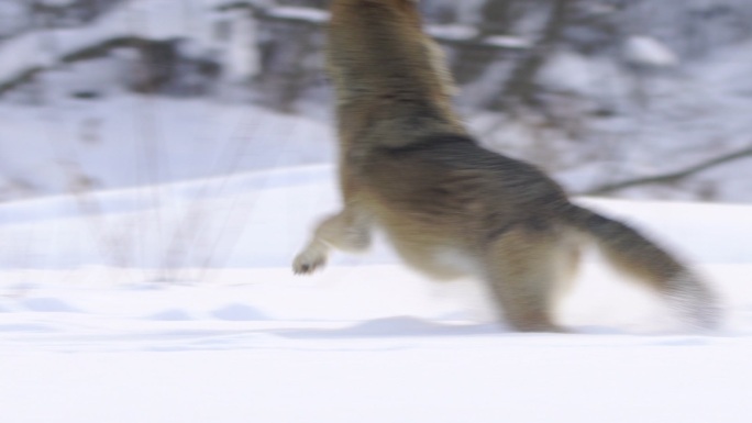 雪地奔跑的狼速度运行危险
