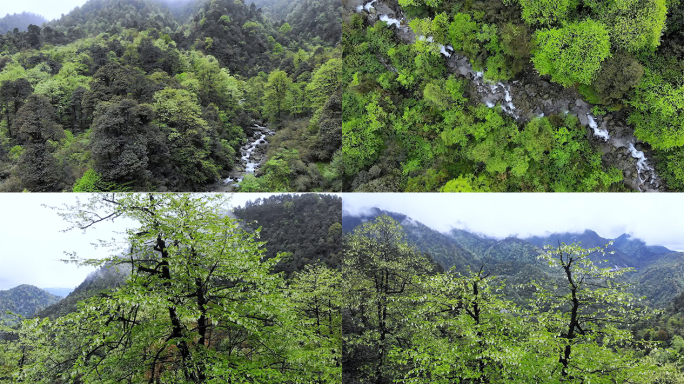 航拍原始生态万亩鸽子花山林