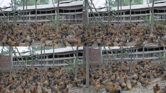 养鸡场的鸡群母鸡-5