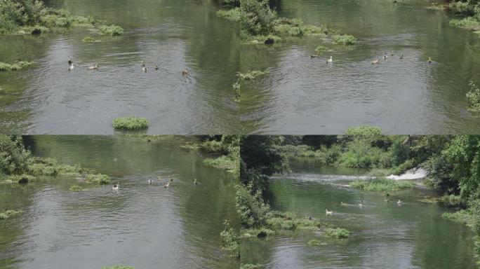 【4k】河流鸭子戏水