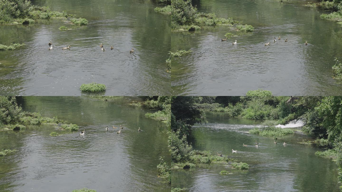 【4k】河流鸭子戏水