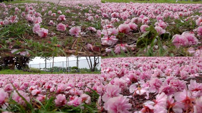 风中樱花飘落