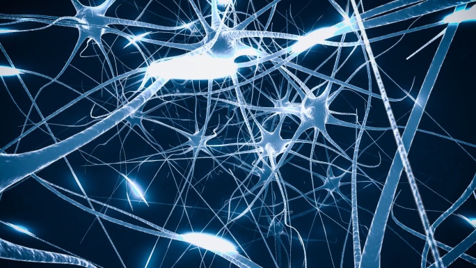 大脑中的神经元组织神经结构构成组成神经中