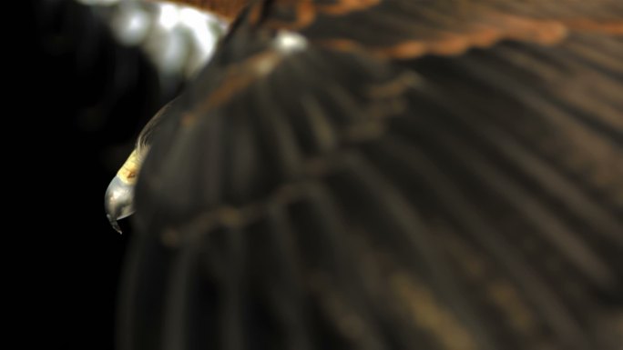哈里斯鹰野生动物世界国家保护大自然非洲
