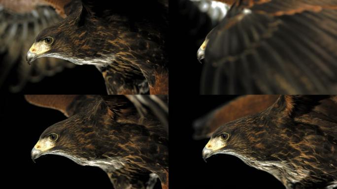 哈里斯鹰野生动物世界国家保护大自然非洲