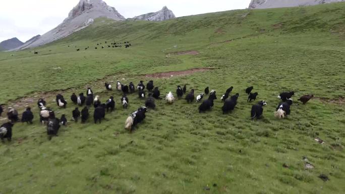 甘孜州石渠县扎溪卡大草原奔跑的牦牛