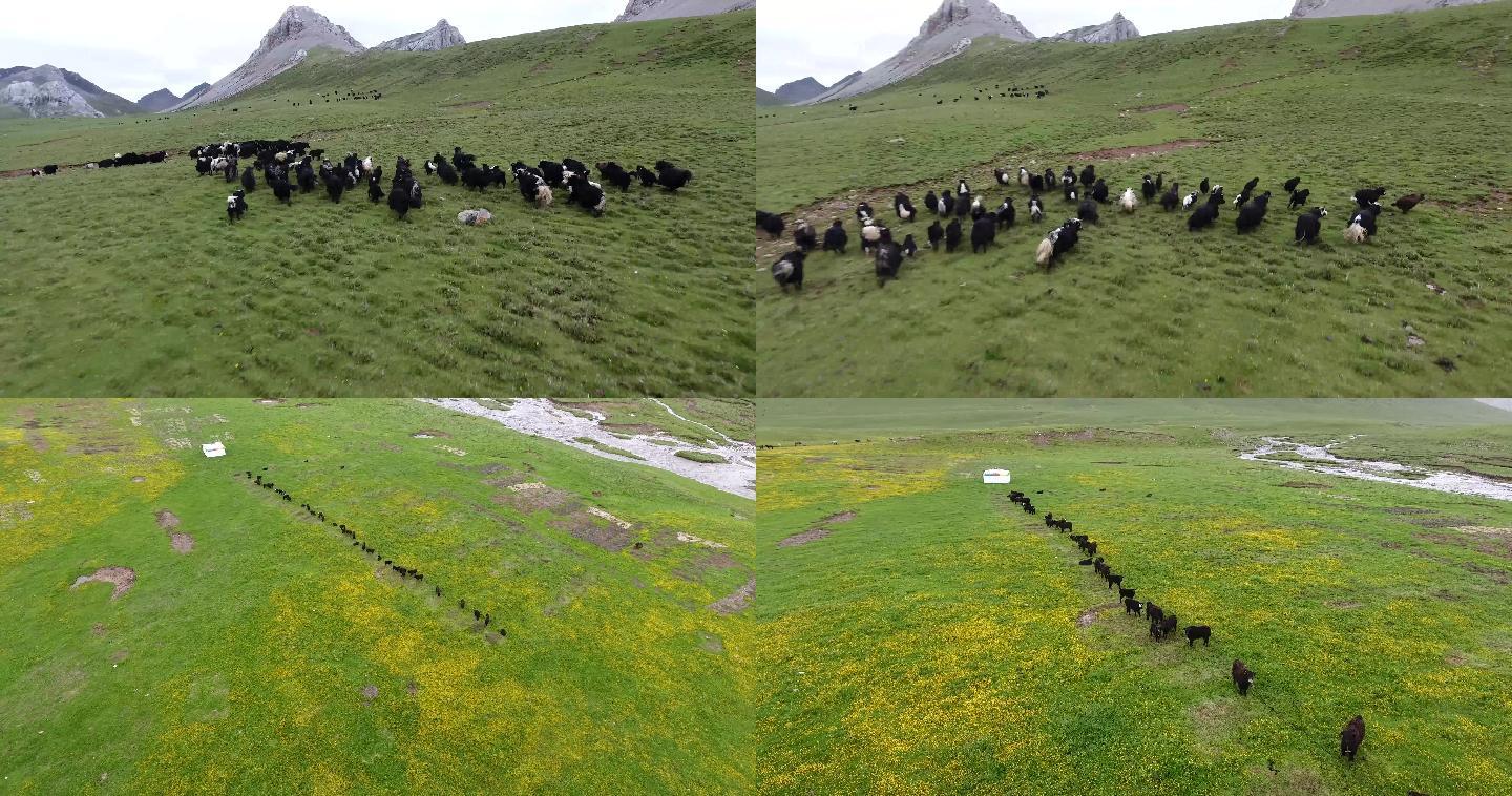 甘孜州石渠县扎溪卡大草原奔跑的牦牛