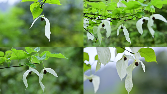 珍稀植物荥经珙桐树鸽子花特写镜头