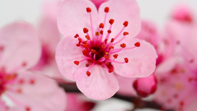 粉红樱花盛开樱花开延时摄影微距樱花盛开
