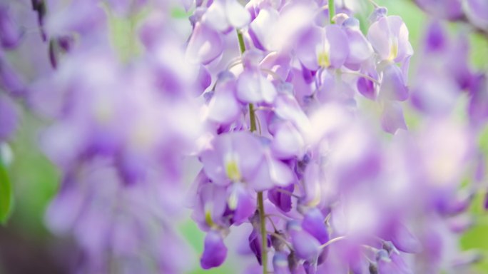春天里的紫藤花