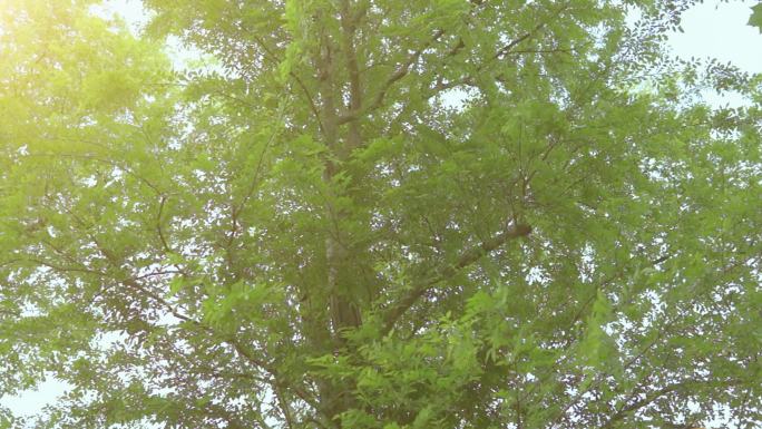 春天夏天公园树林踏青，微风吹树叶杨柳
