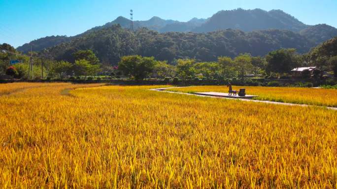 【风景】金色的稻田