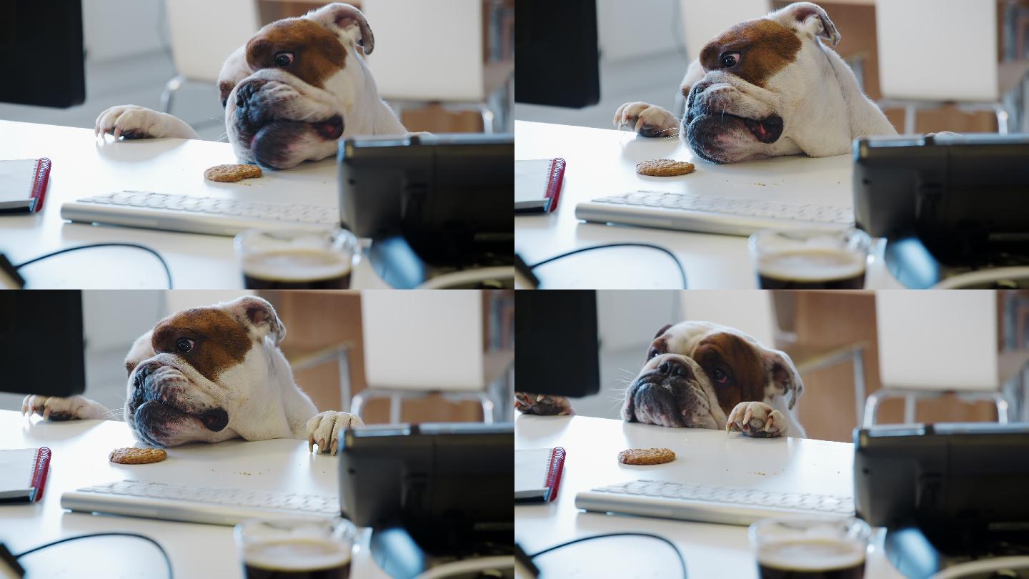 狗狗吃一块放在桌子上的饼干