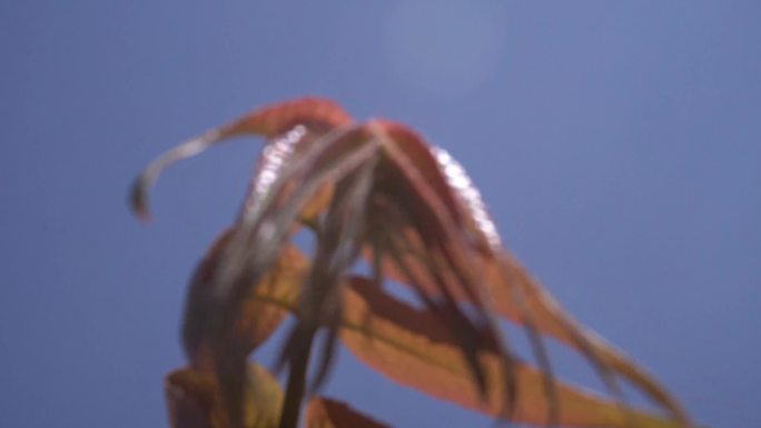 新鲜香椿树香椿芽