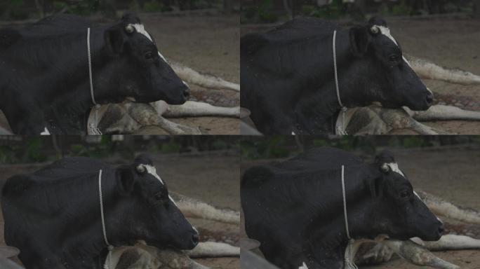 奶牛场母牛产犊临产前