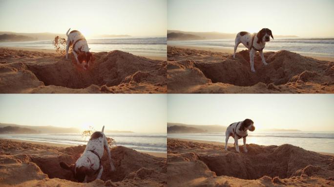 在沙子上挖洞的狗狗子玩耍家狗