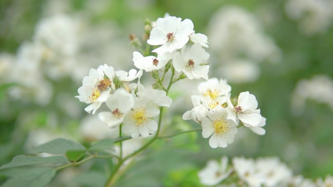 唯美春天夏天踏青花草