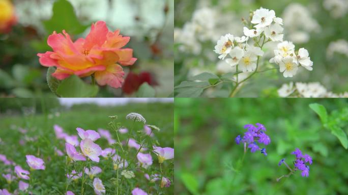 唯美春天夏天踏青花草