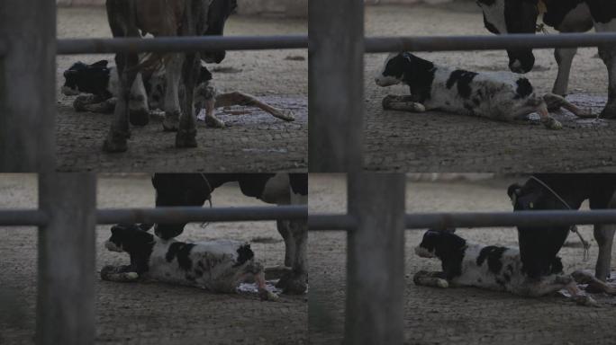 母牛产犊初生牛犊顽强站立