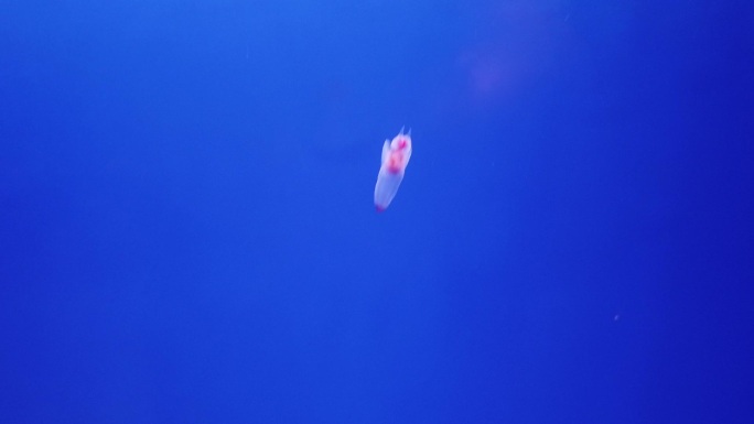 日本北海道流冰馆浮游生物