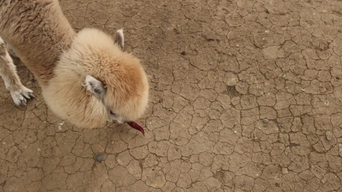 羊驼喂羊驼草泥马幼儿喂羊驼