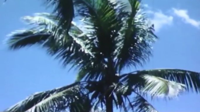50年代椰子树