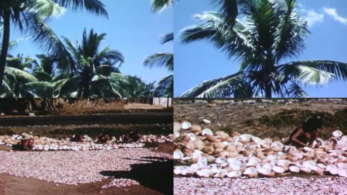 50年代椰子树