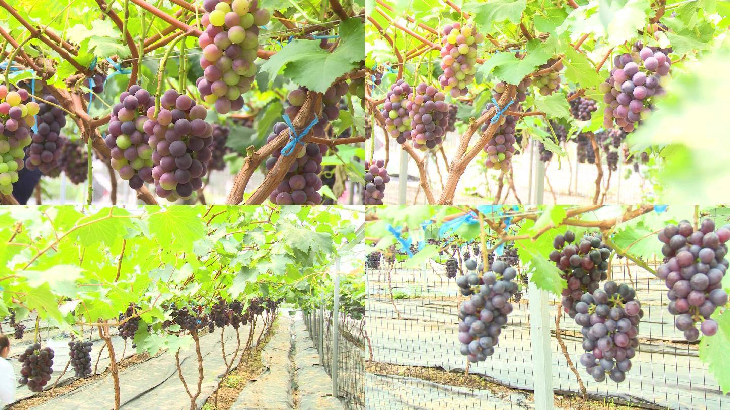 葡萄种植葡萄园水果葡萄黑美人