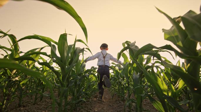 男孩在阳光明媚的乡村玉米地里奔跑
