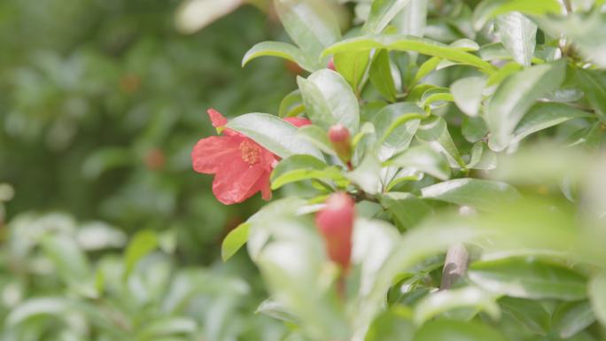 【6K延时摄影】石榴花开延时