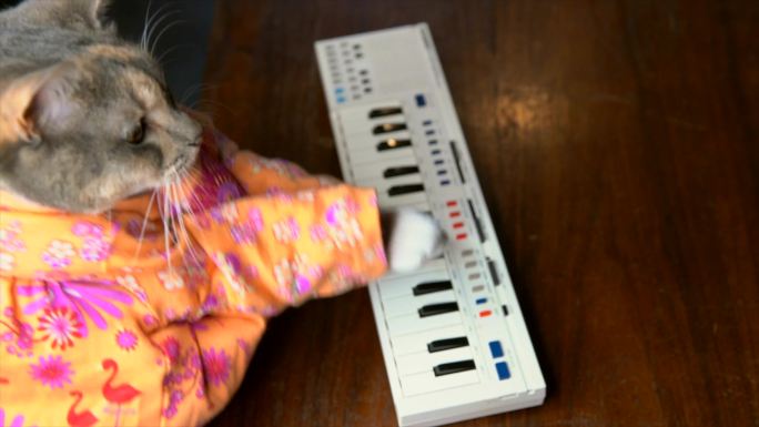 穿彩色衬衫的猫在弹键盘钢琴