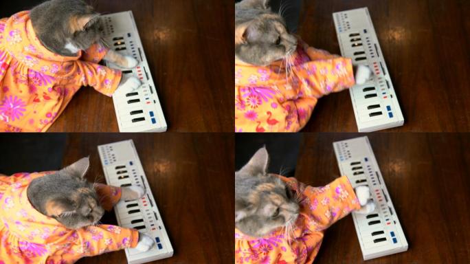 穿彩色衬衫的猫在弹键盘钢琴