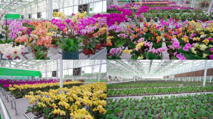 4K花卉种植温室大棚兰花培育科技现代化