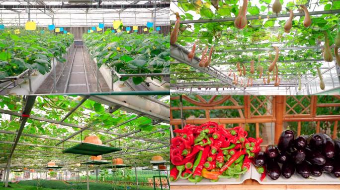 4K温室大棚南瓜蔬菜种植绿色食品