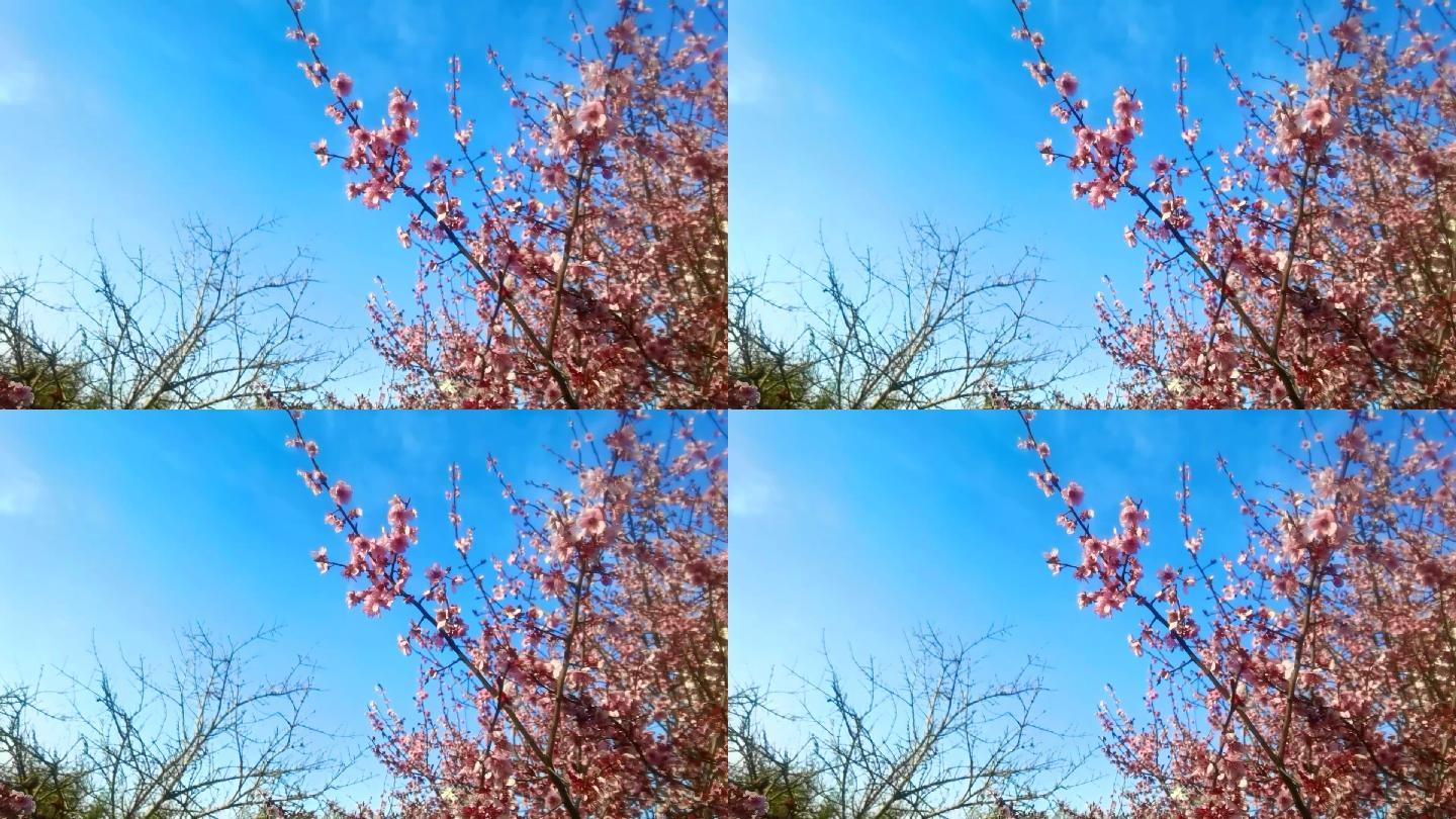 樱花视频素材