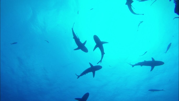鲨鱼片段的拍摄鲨鱼礁石绿松石色
