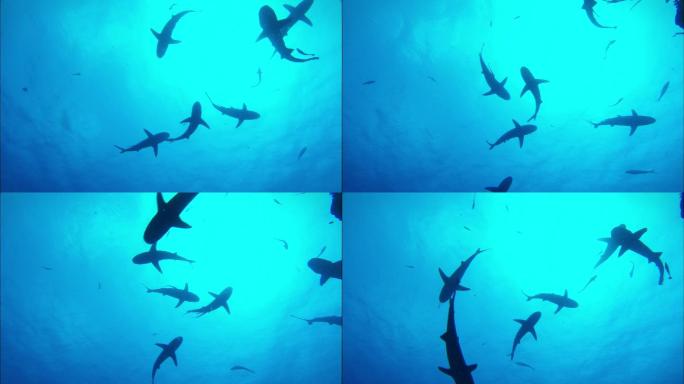 鲨鱼片段的拍摄鲨鱼礁石绿松石色